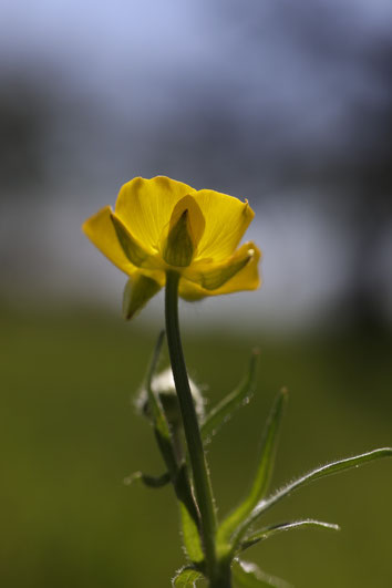 Scharfer Hahnenfuß – Ranunculus acris