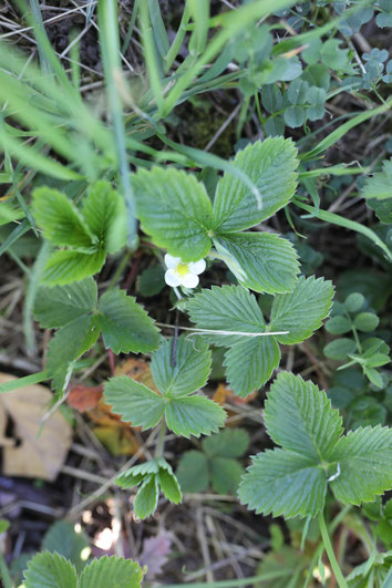 Walderdbeere – Fragaria vesca