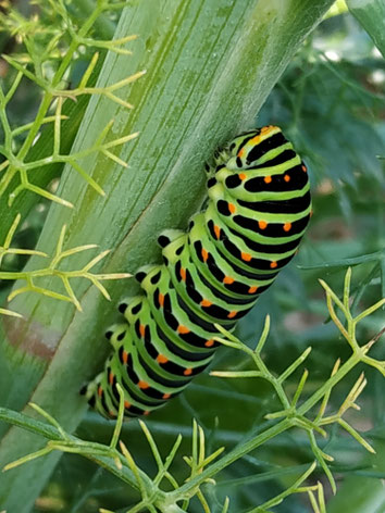Papilio machaon, Schwalbenschwanzraupe, auf Fenchel
