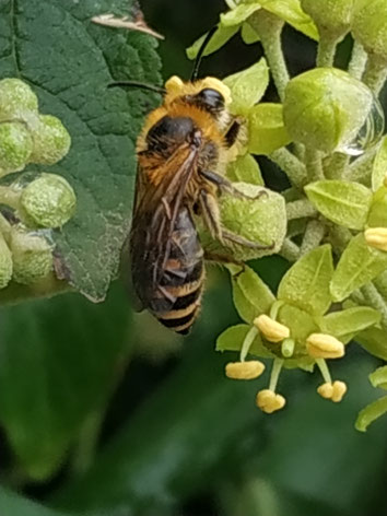 Colletes hederae, Efeuseidenbiene, auf Efeu