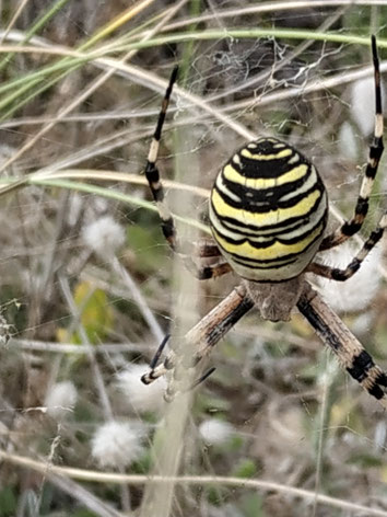 Argiope bruennichi, Wespenspinne