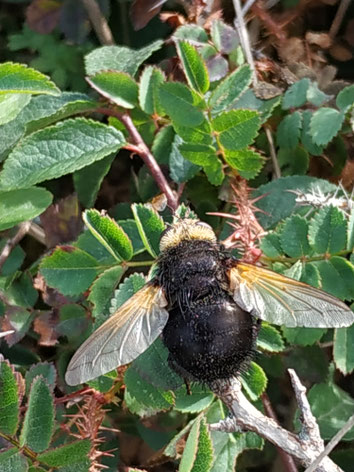 Tachina grossa, Große Raupenfliege, auf einer Rose