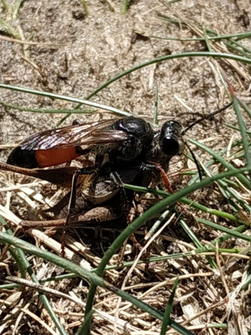 Sphex funerarius, Heuschreckensandwespe, mit Beute