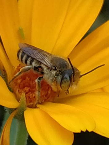 Megachile sp., Mörtel- oder Blattschneiderbiene, auf Korbblütler