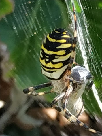 Argiope bruennichi, Wespenspinne, mit Beute