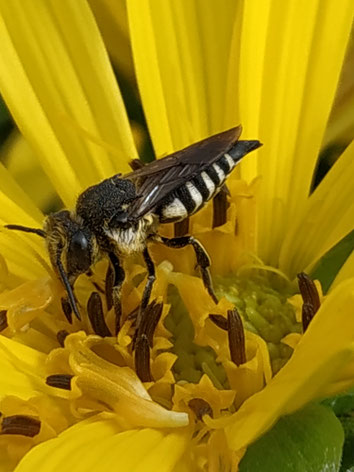 Coelioxys sp., Kegelbiene, auf der Blüte einer Silphie