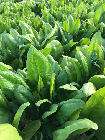 Spinat, kurz vor der Ernte; wer die Blüte entdeckt, darf sie essen :-)