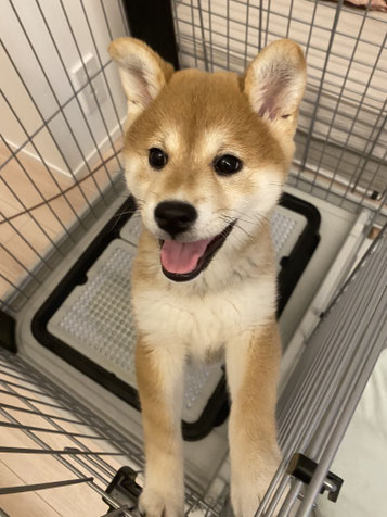 子犬のしつけ