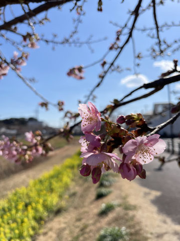 豊川 豊橋 庭 庭工事 西古瀬川 河津桜 2026