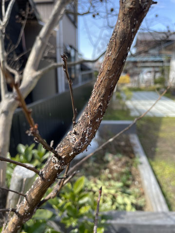 豊川 豊橋 庭 外構 工事 カイガラムシ