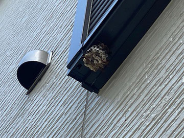 窓の下に足長蜂の巣