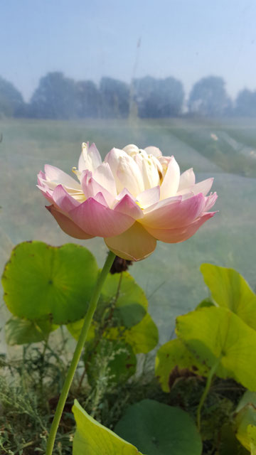 Nelumbo Wenshan Fudong