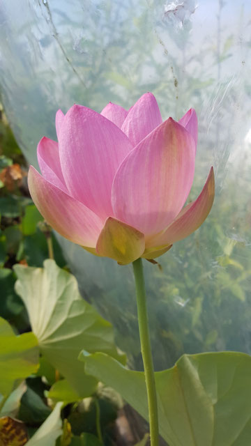 Nelumbo Charming Peach Blossom
