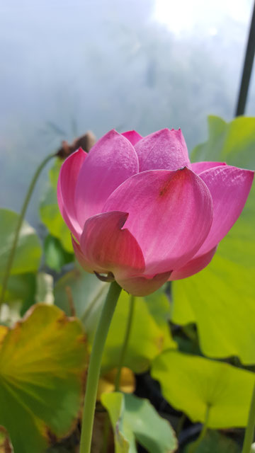 Nelumbo IT-12