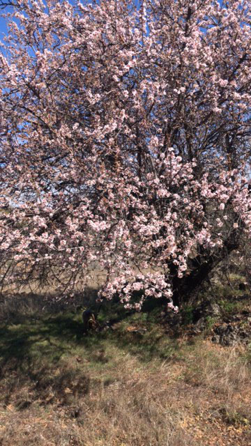 Mandelblüte im Februar bei einem Teneriffa Wanderurlaub