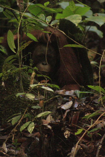 Amory sucht sich ein Versteck vor den Bienenangriffen ®Sintang Orangutancenter