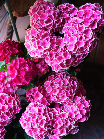 紫陽花チボリピンク