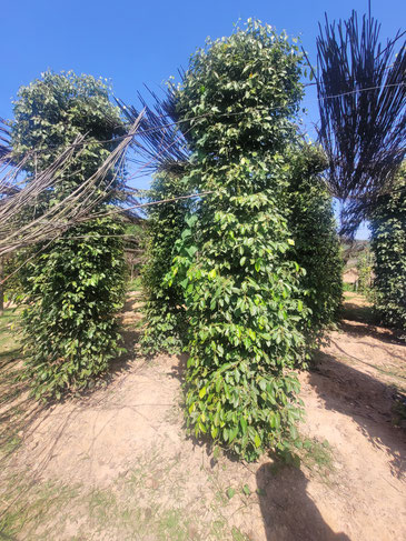 Kampot Pfefferplantage