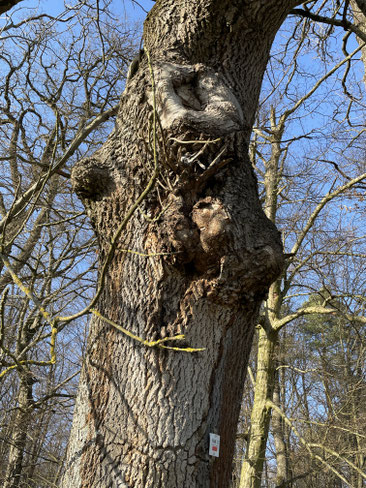 ein Spechthabitatbaum im Büchigwald Foto: NABU Neulingen