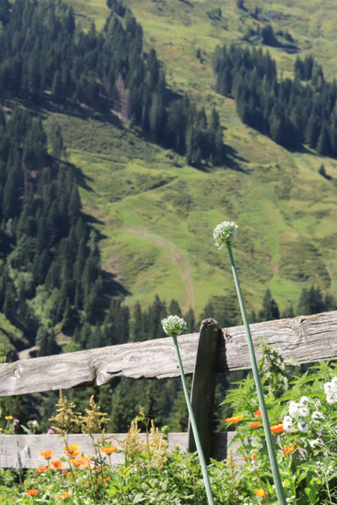 auf der Alm Landschaft