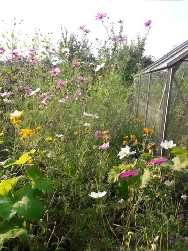 Eine Wildblumen Wiese in voller Blüte. So kann es aussehen, wenn Blumenkugeln, Seedbombs, Saatkugeln, von STUDIOLAUBE gepflanzt wurden. Garten, Bauerngarten, Sommerblumen, Cosmea, Ringelblumen