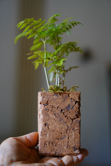 陶芸家　ブログ　焼き物　陶芸作品　茨城県笠間市　植木鉢　ポットカバー　鉢植え　ジャカランタ　多肉植物