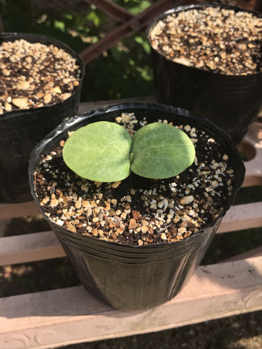 かぼちゃの双葉 観音寺市の大黒屋製菓の ページ