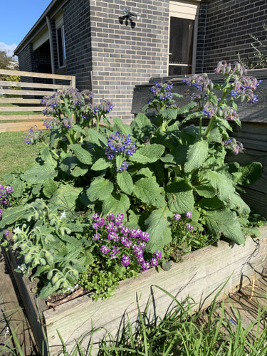 The "Bee Food Patch" - Alyssum, Blue and White Borage. 