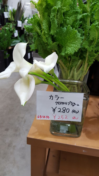 本日入荷の切り花 オススメ お花の事なら所沢市の花屋 花問屋渡なべ