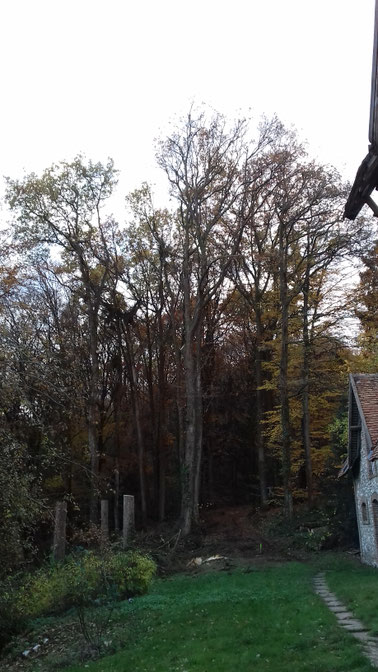 CHESNET ELAGAGE - Démontage et abattage d'un épicea SANCERRE (18)