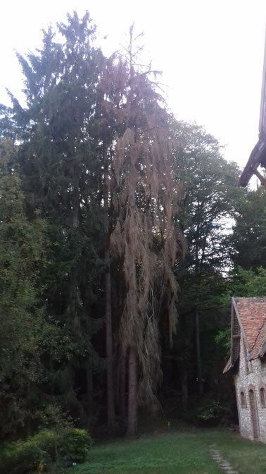 CHESNET ELAGAGE - Démontage et abattage d'un épicea SANCERRE (18)
