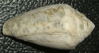 Conus desidiosus, Macchia della Turchina, Monteromano (VT)