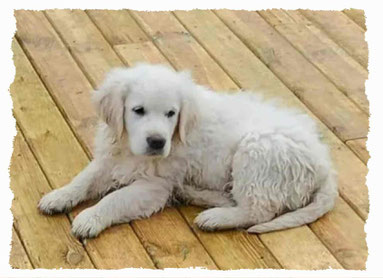 Chiot Golden Retriever à l'école pour chiots à Dax