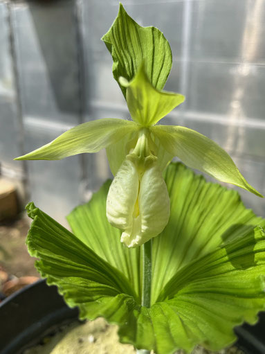 蘭の部屋 東洋蘭、日本の野生蘭、洋蘭 - tephrocactus ページ！