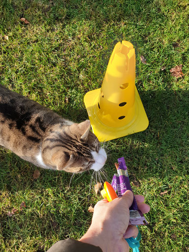 katze kasi beim slamlomlauf