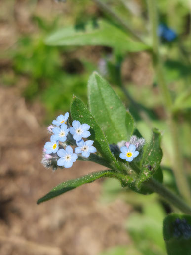 Vergissmeinnicht Blüte – Symbol für Verbindung, Vertrauen und Kontakt zu Iris R.E. dein Mentaltraining und Begleitung