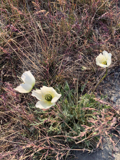 Spitbergen, Svalbard, Longyearbyen, Blumen, Pflanzen, Blüte