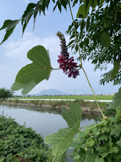 くずの花 漢方 あんず東洋医学クリニック 霧島市 内科 小児科