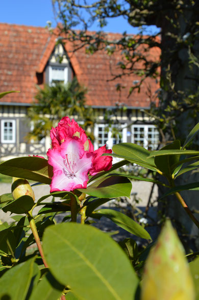 Rhododendrons en fleurs au printemps devant L'Orée des prés