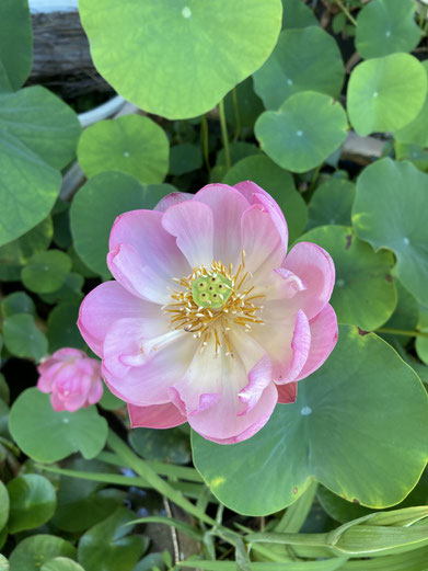 下田市街では 店舗さんの軒先に大きな蓮の花が 次々と