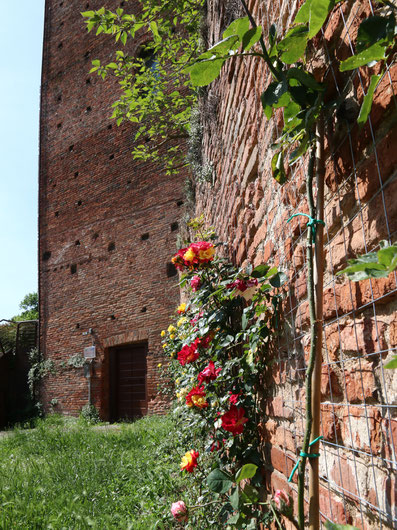 Rovigo città delle Rose