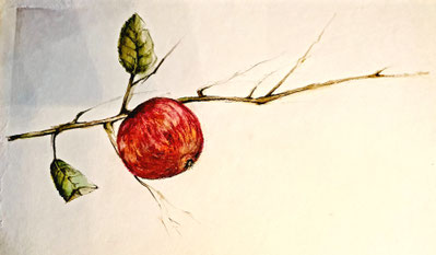 Apfel     Oktober 2025    21 x 29,7 cm    Buntstiftzeichnung und Aquarell