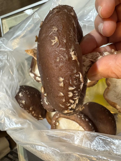 めちゃめちゃ肉厚です💛💛