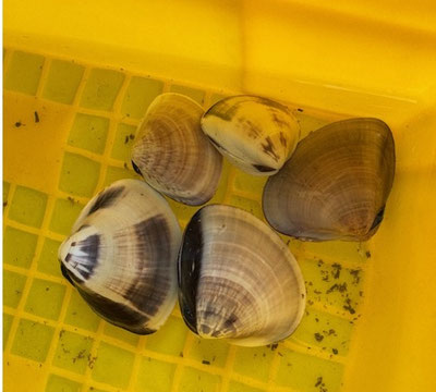 今日は大潮という事もあって、海から上がる事には浜には海堀で凄い人でした。