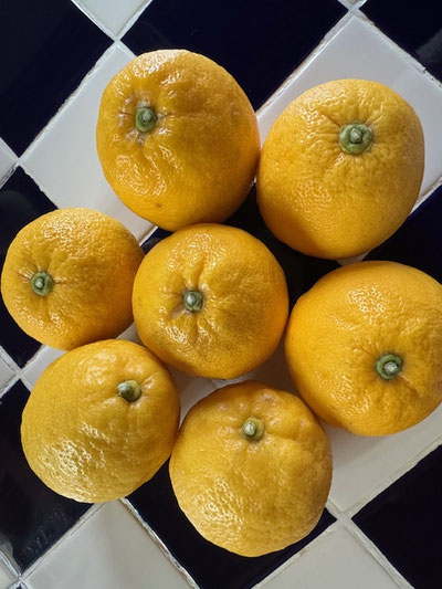 日置市産 Shimo.lemon 試食も出来ましたよ~~!