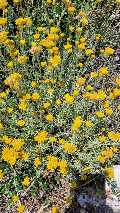 De mediterrane strobloem: Helichrysum stoechas.