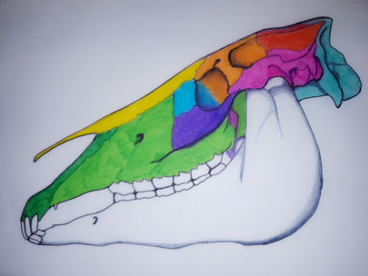 Seitliche Ansicht eines Pferdeschädels mit seinen unterschiedlichen Schädelknochen 
