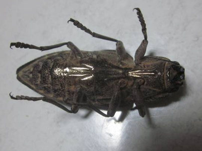 ウバタマムシ メス 裏側