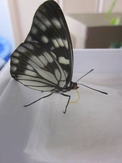 蝶の飼い方 育て方 昆虫の捕まえ方 育て方 図鑑 蝶の飼い方 育て方 昆虫の捕まえ方 育て方 図鑑
