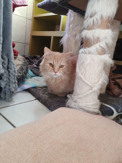 Freya